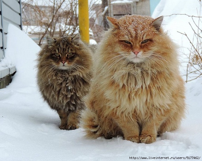 5177462_SiberianCats_photoAllaLebedeva73 (700x557, 243Kb)