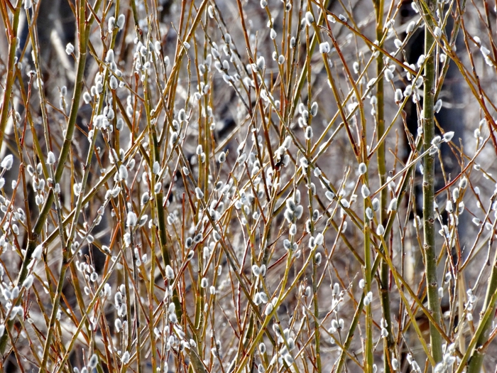 5559494_DSC09120 (700x525, 395Kb)