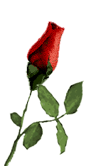 rose_red (135x234, 15Kb)