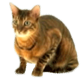3906024_100646058_gato_by_luisbcd5xgqjd (163x161, 1447Kb)