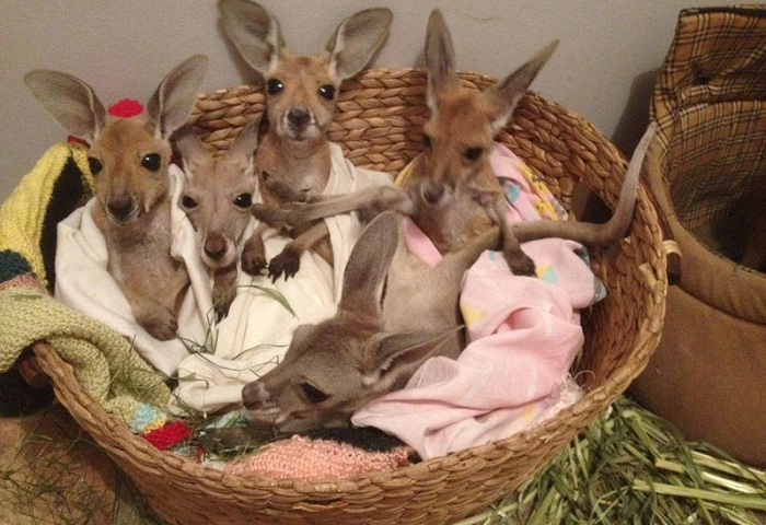 kangaroo-dundee-chris-brolga-barns-kanga (700x480, 329Kb)
