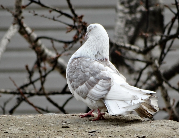 5559494_DSC09222 (700x538, 255Kb)