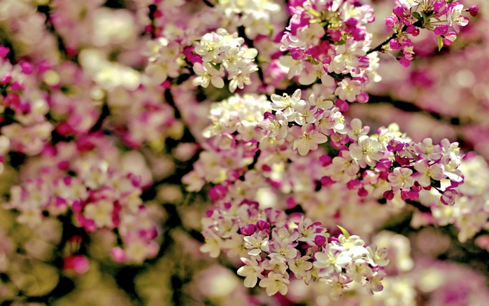 22 (700x437, 245Kb)