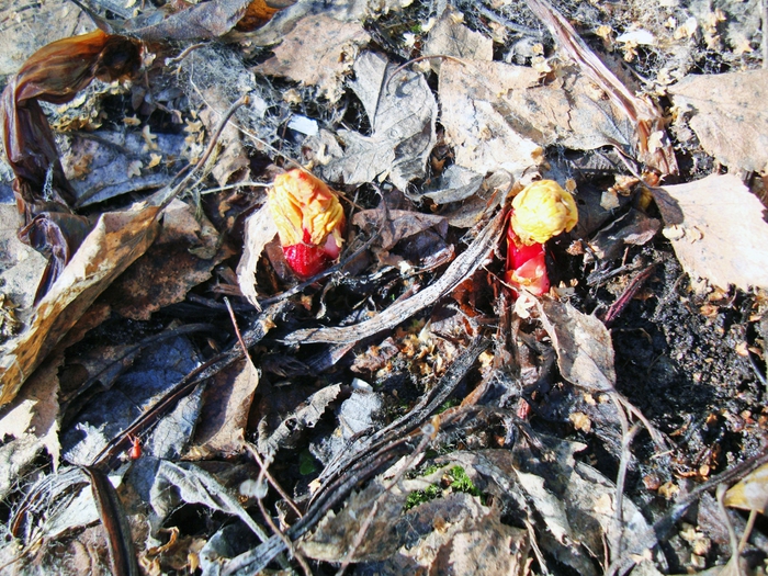 3587765_DSC05599 (700x525, 407Kb)