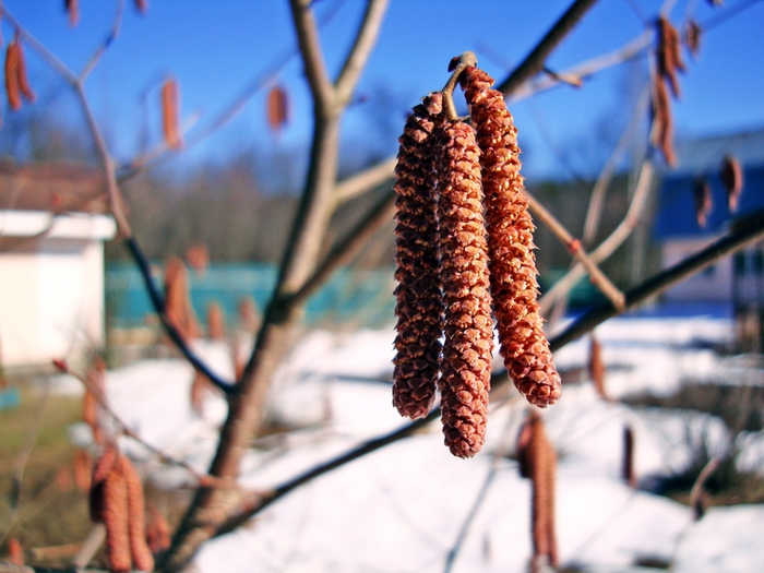 3587765_DSC05601 (700x525, 259Kb)