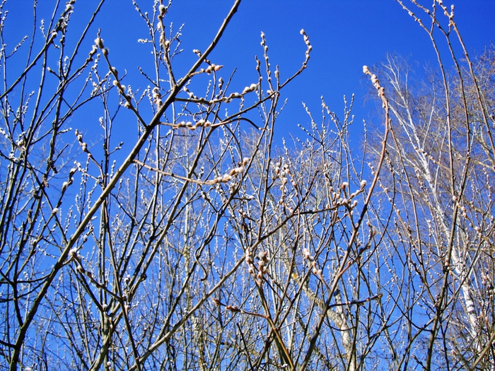 3587765_DSC05627 (700x525, 434Kb)
