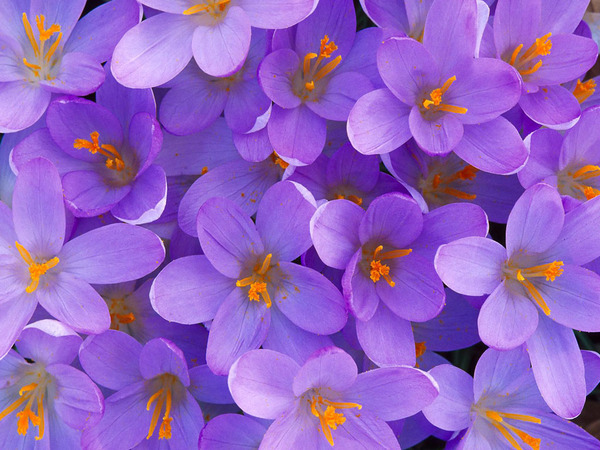 Flowers11_1024x768 (600x450, 122Kb)