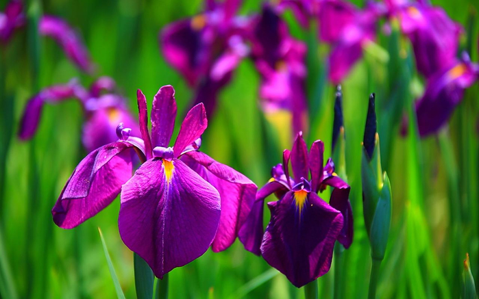 iris-flower-658-18 (700x437, 316Kb)