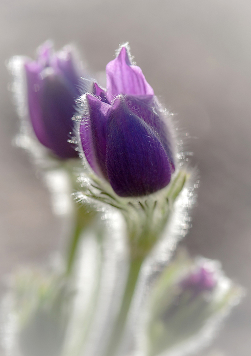4617818_0_110537_262a59ef_XXL (492x700, 184Kb)