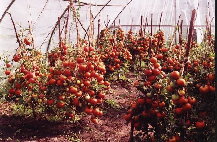 1426500418_neveroyatno-vysokiy-urozhay-pomidorov (700x461, 107Kb)