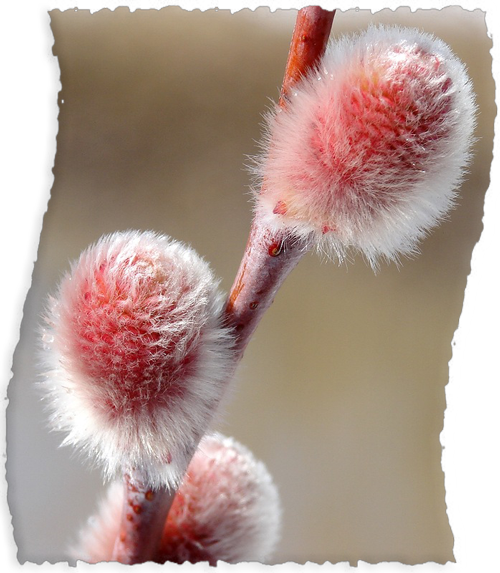 0_8555e_96827b15_XL (500x573, 451Kb)