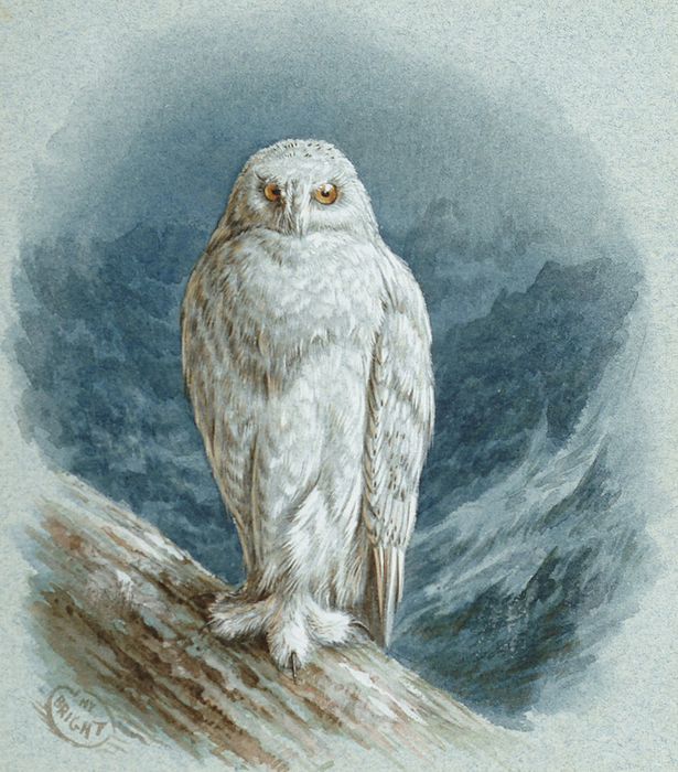 1300235871_a-snowy-owl_nevsepic.com.ua (615x700, 498Kb)