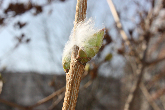 4052195_IMG_1120 (700x466, 285Kb)