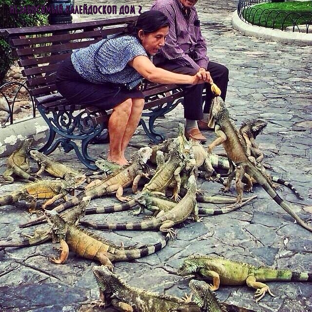 lol1427437563 (640x640, 285Kb)