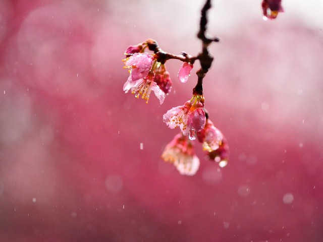 640x480_olivicoltore-rain-drops-flower-blossoms (640x480, 39Kb)