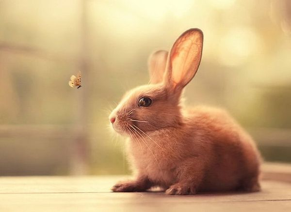 Картинки по запросу мимишные кролики