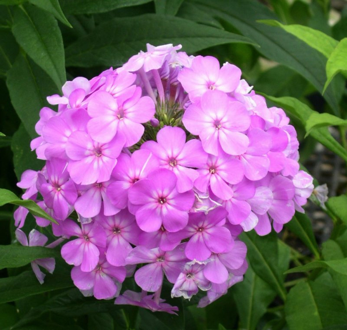 1284692737Phlox DavidsLavender6 IT2 (700x665, 446Kb)