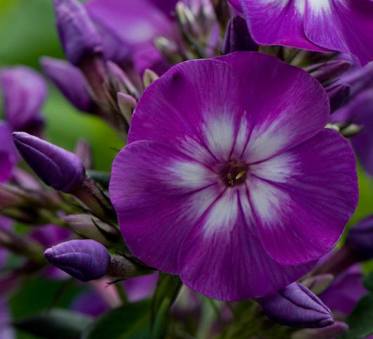 Phlox_Purple_Kiss_ (530x482, 220Kb)