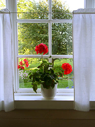 Red geranium in window at Sillegarden (375x500, 84Kb)