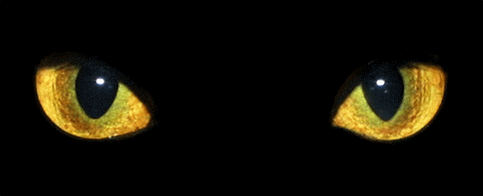 4611276_image001 (700x284, 56Kb)