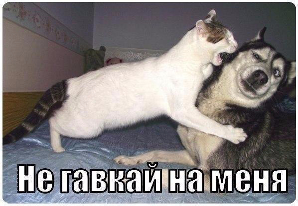 ht7Eur33Bos (598x415, 188Kb)