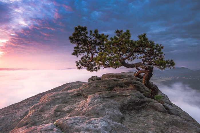 18old-pine-tree-saxon-switzerland (700x465, 147Kb)