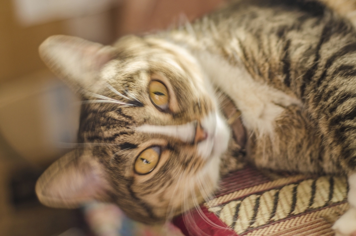 2138482_DSC_1928 (700x463, 193Kb)
