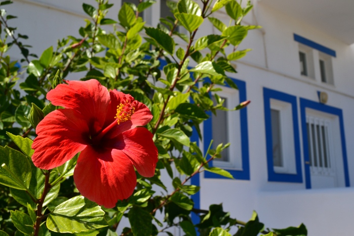  DSC_1162 (700x467, 193Kb)