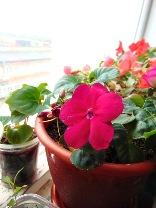DSC00173 (525x700, 200Kb)