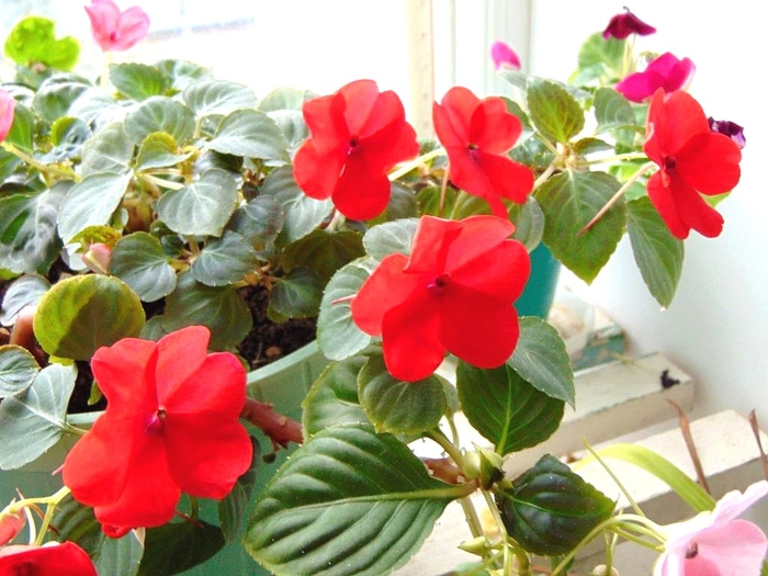 DSC00177 (700x525, 272Kb)