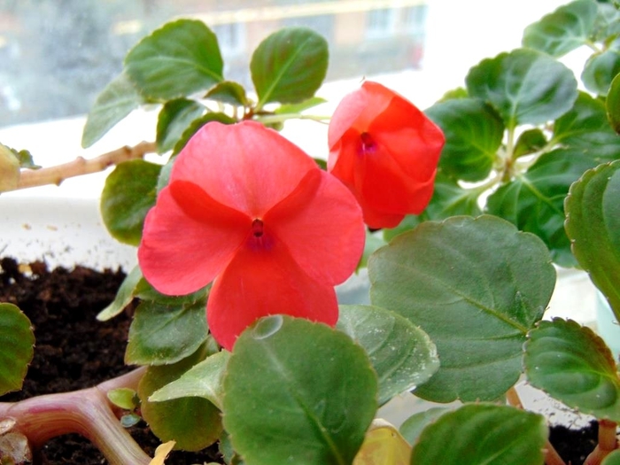 DSC00179 (700x525, 236Kb)
