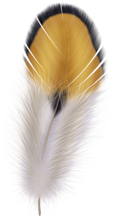 feathers (32) (372x700, 475Kb)