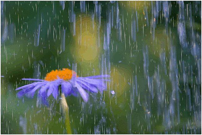 3821971_dojd (650x433, 4569Kb)