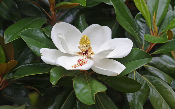 magnolia (700x437, 298Kb)