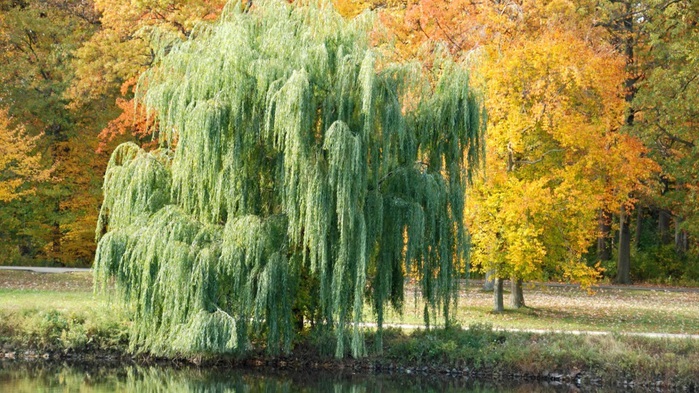 3869930_original (700x393, 167Kb)