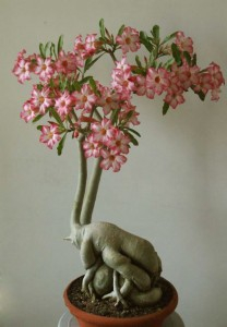 tmp_15556-Adenium-Bonsai-2-208x300-1887543043 (208x300, 51Kb)