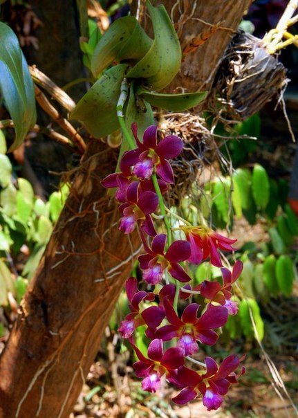 Лесные орхидеи фото подмосковные