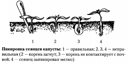 pikirovka-rassady-kapusty (500x256, 73Kb)