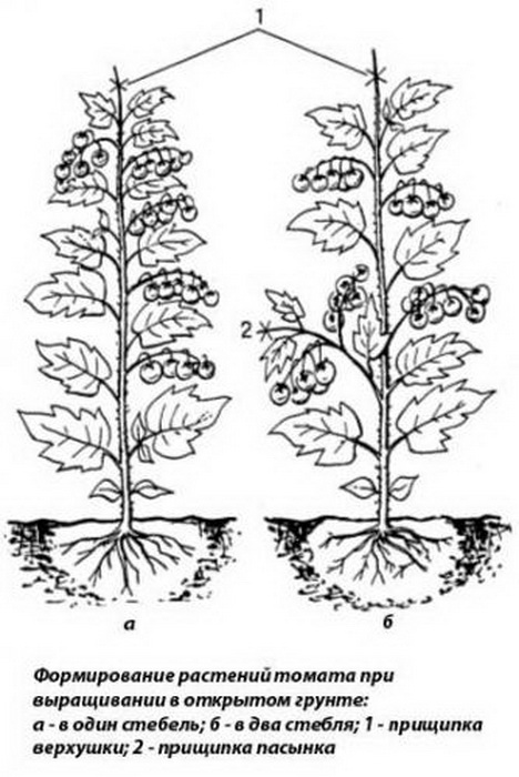 Томат формирование в 2 стебля схема