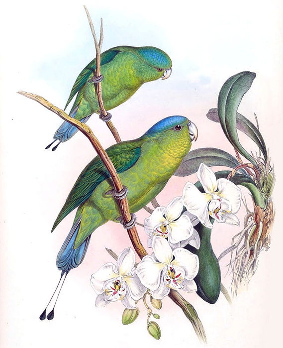 Prioniturus_discurus (569x700, 372Kb)