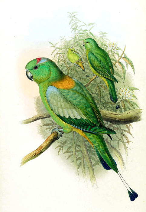 Prioniturus_platurus (483x700, 312Kb)