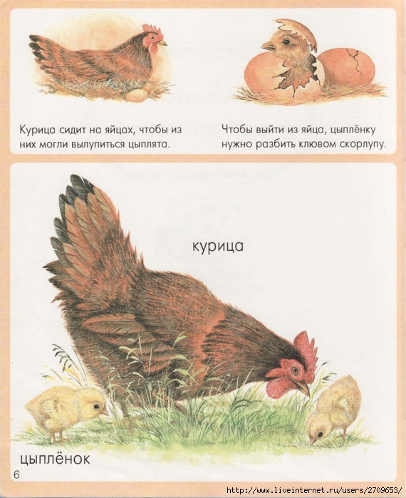 Zhivotnye_v_kartinkah-0.page005 (570x700, 288Kb)