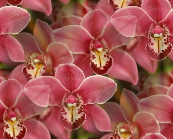 орхидеи-3