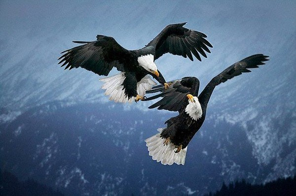 get108Image (600x398, 180Kb)