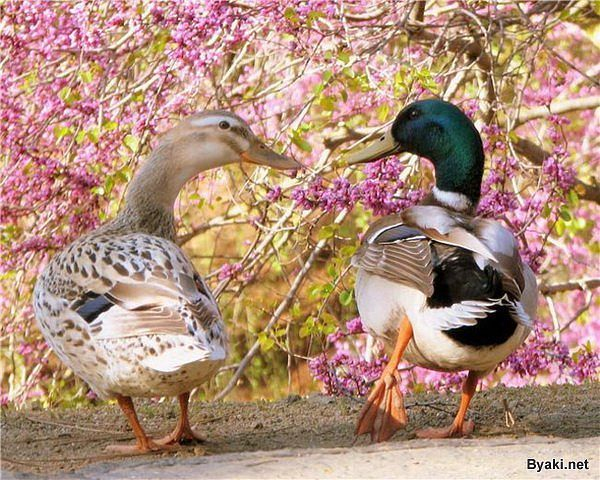 g13etImage (600x480, 387Kb)