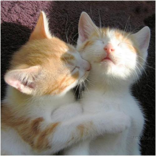  (500x500, 34Kb)