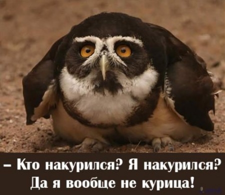  (450x390, 88Kb)
