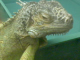 DSC00212 (160x120, 13Kb)