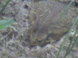  (160x120, 12Kb)