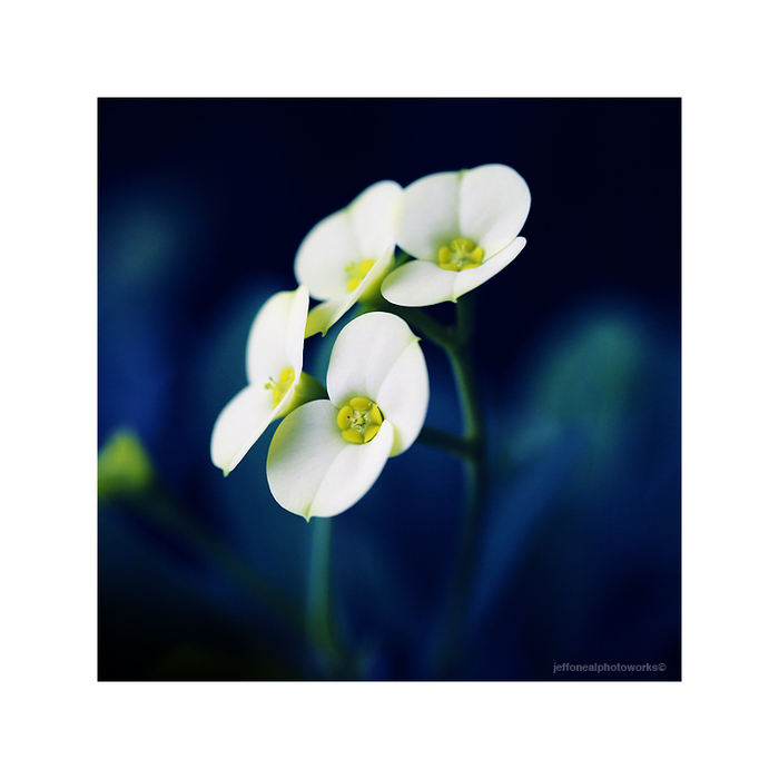  (700x700, 192Kb)